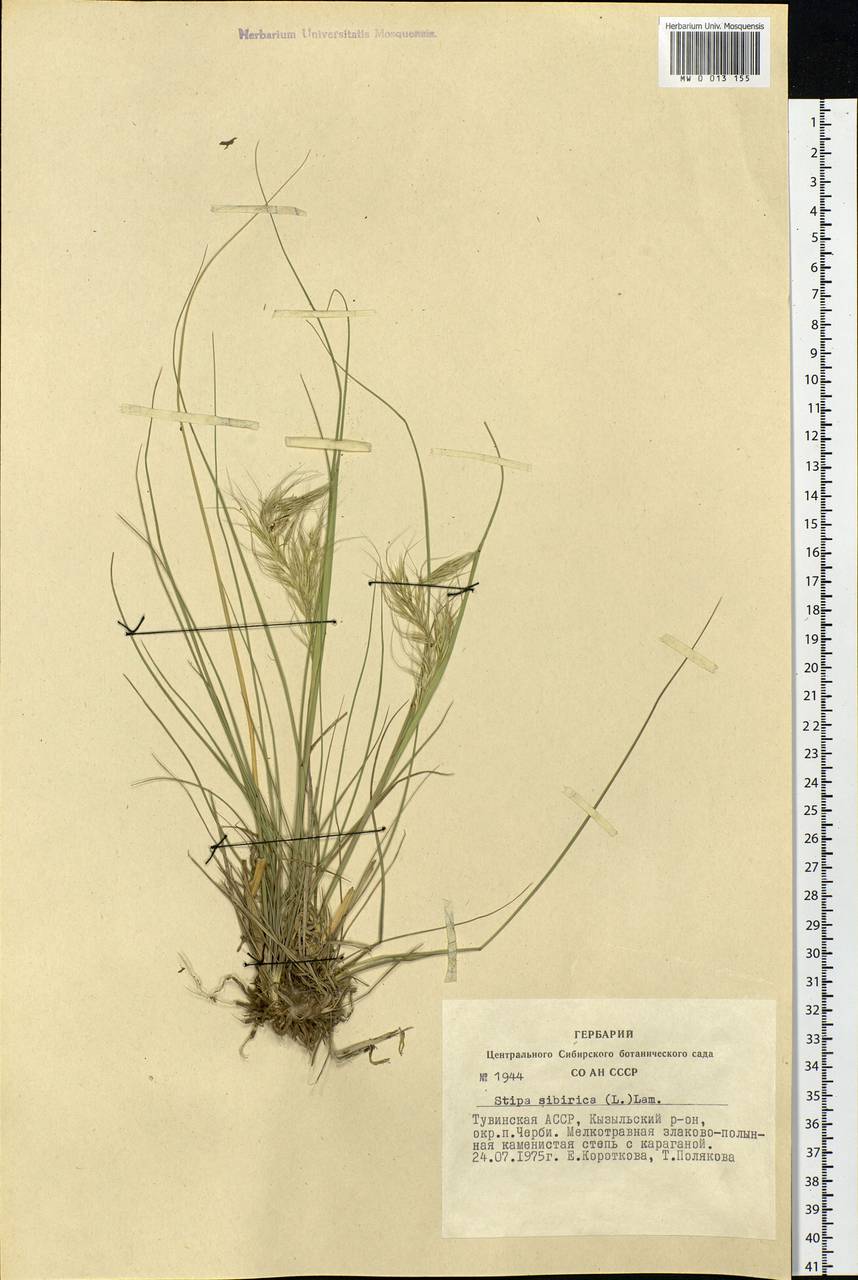 Achnatherum sibiricum (L.) Keng ex Tzvelev, Siberia, Altai & Sayany Mountains (S2) (Russia)