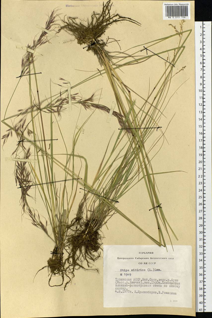 Achnatherum sibiricum (L.) Keng ex Tzvelev, Siberia, Altai & Sayany Mountains (S2) (Russia)
