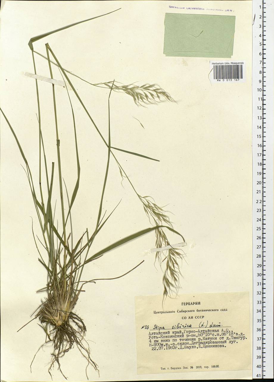 Achnatherum sibiricum (L.) Keng ex Tzvelev, Siberia, Altai & Sayany Mountains (S2) (Russia)