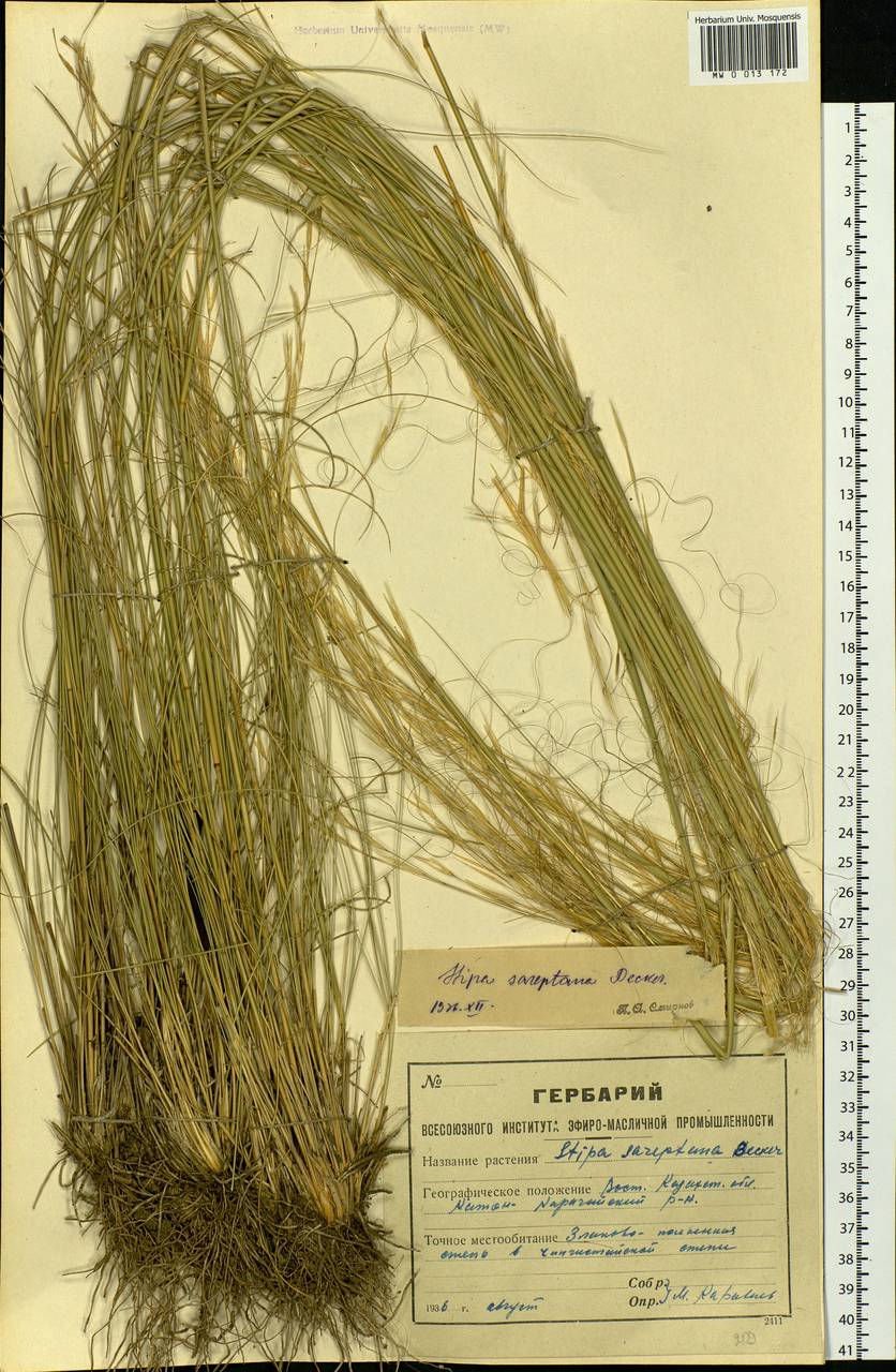 Stipa sareptana A.K.Becker, Siberia, Western (Kazakhstan) Altai Mountains (S2a) (Kazakhstan)