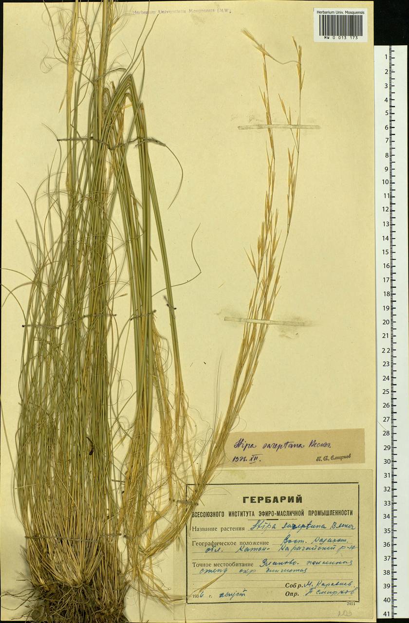Stipa sareptana Beck, Siberia, Western (Kazakhstan) Altai Mountains (S2a) (Kazakhstan)