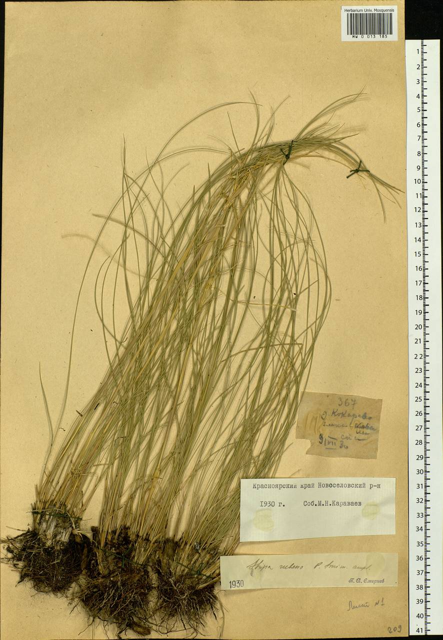 Stipa zalesskyi Wilensky ex Grossh., Siberia, Altai & Sayany Mountains (S2) (Russia)