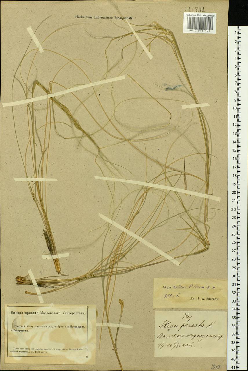 Stipa zalesskyi Wilensky ex Grossh., Siberia, Altai & Sayany Mountains (S2) (Russia)