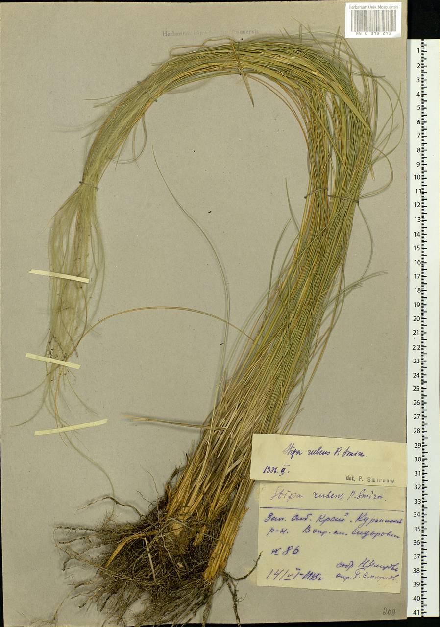 Stipa zalesskyi Wilensky ex Grossh., Siberia, Altai & Sayany Mountains (S2) (Russia)