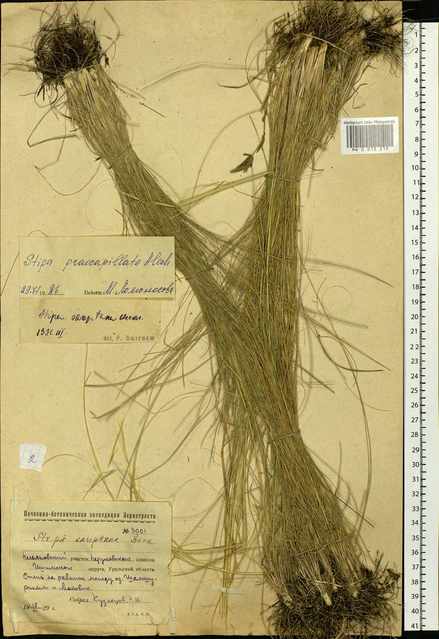 Stipa sareptana Beck, Siberia, Western Siberia (S1) (Russia)