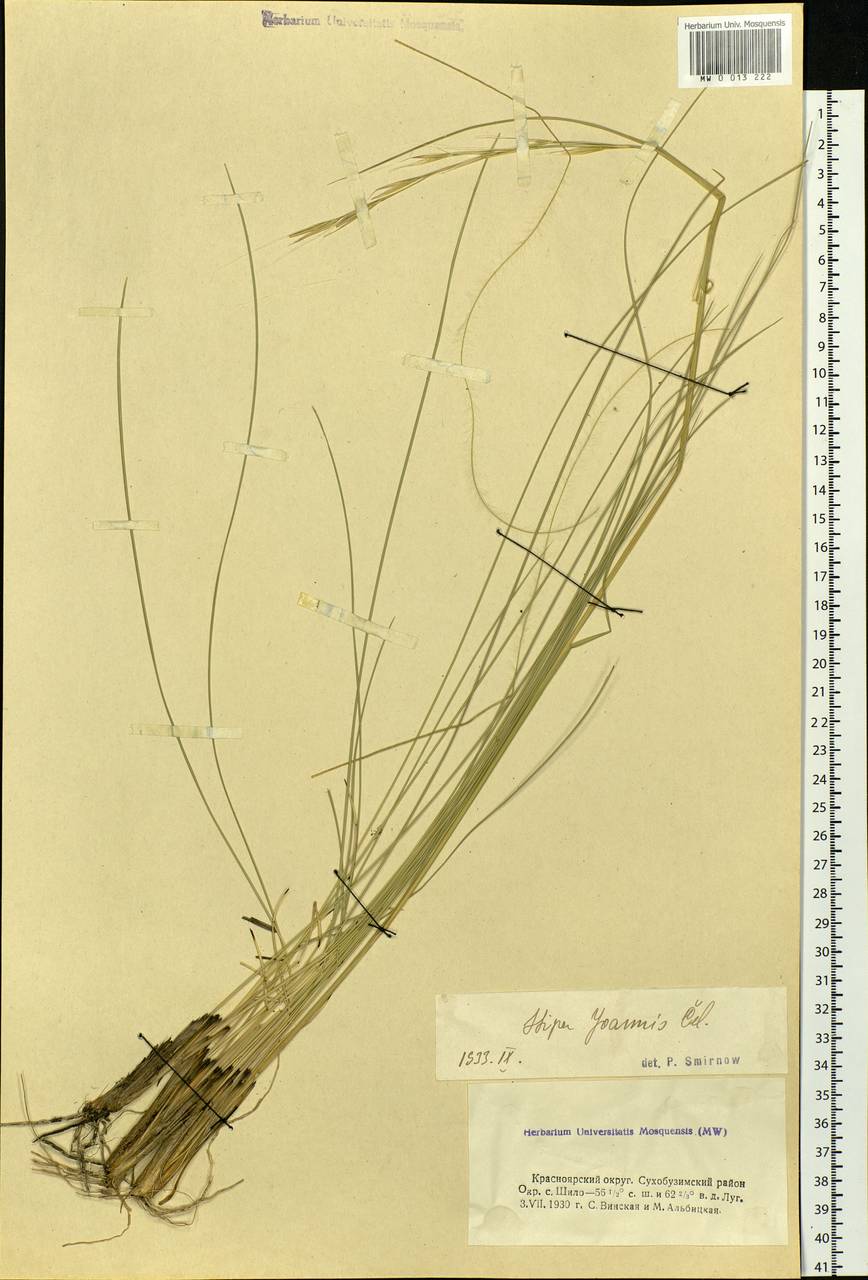 Stipa pennata L., Siberia, Central Siberia (S3) (Russia)