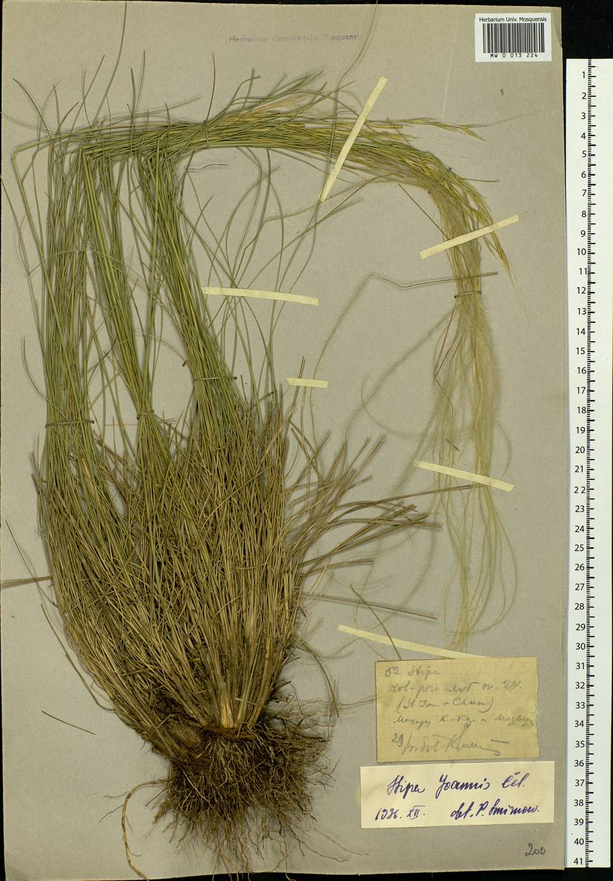 Stipa pennata L., Siberia, Western (Kazakhstan) Altai Mountains (S2a) (Kazakhstan)