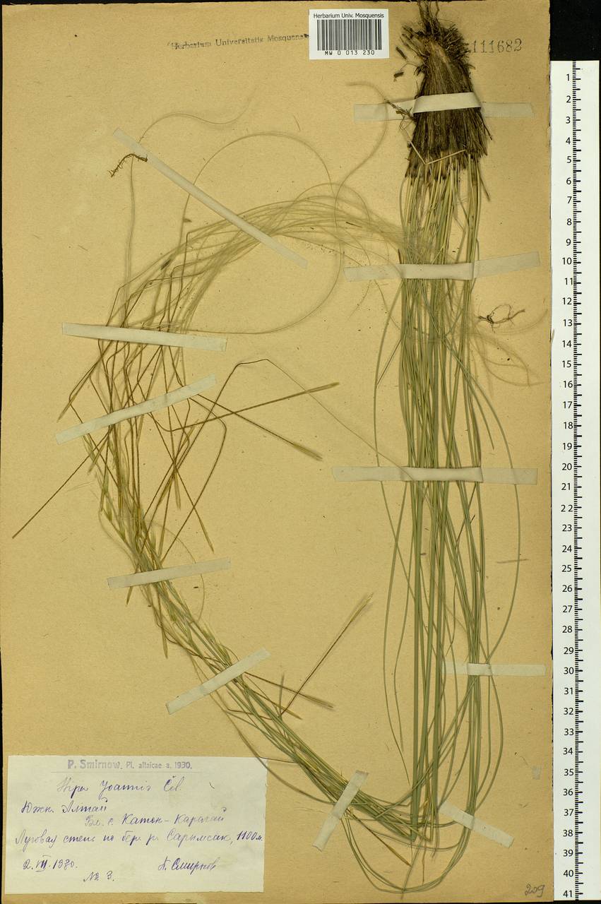 Stipa pennata L., Siberia, Western (Kazakhstan) Altai Mountains (S2a) (Kazakhstan)
