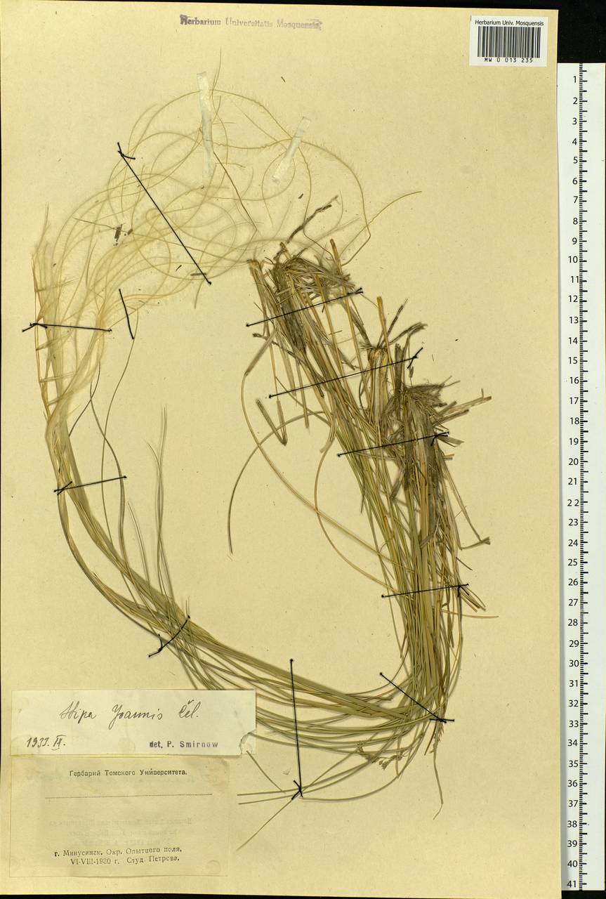 Stipa pennata L., Siberia, Altai & Sayany Mountains (S2) (Russia)