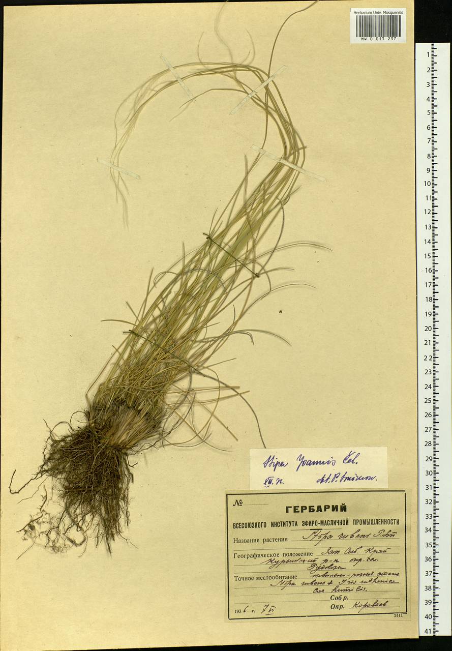 Stipa pennata L., Siberia, Altai & Sayany Mountains (S2) (Russia)