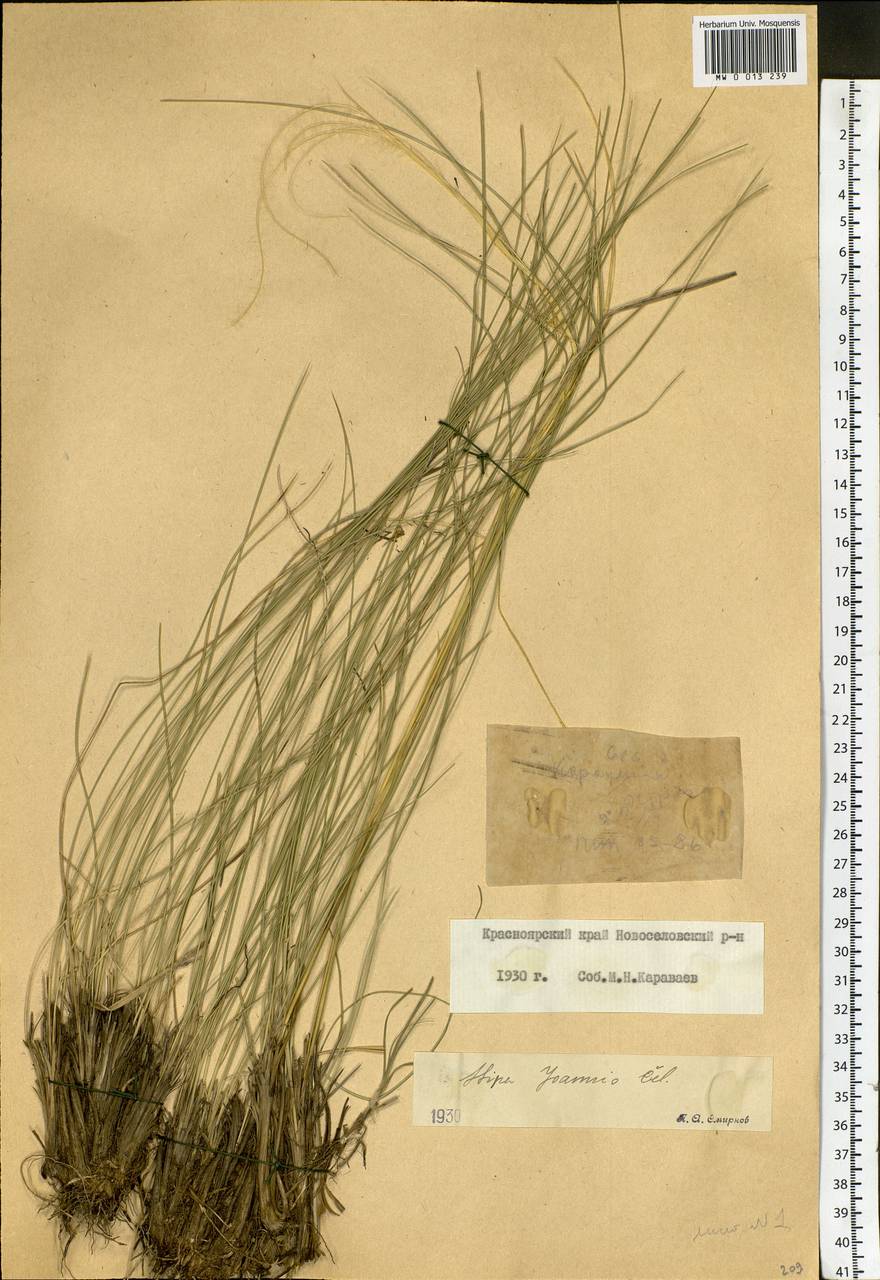 Stipa pennata L., Siberia, Altai & Sayany Mountains (S2) (Russia)