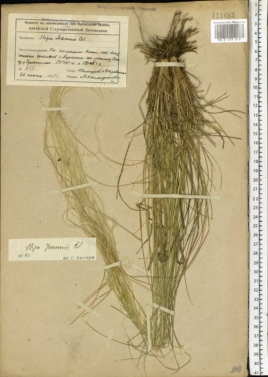 Stipa pennata L., Siberia, Altai & Sayany Mountains (S2) (Russia)