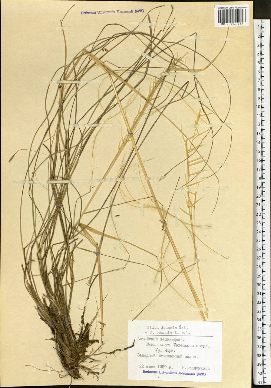 Stipa pennata L., Siberia, Altai & Sayany Mountains (S2) (Russia)