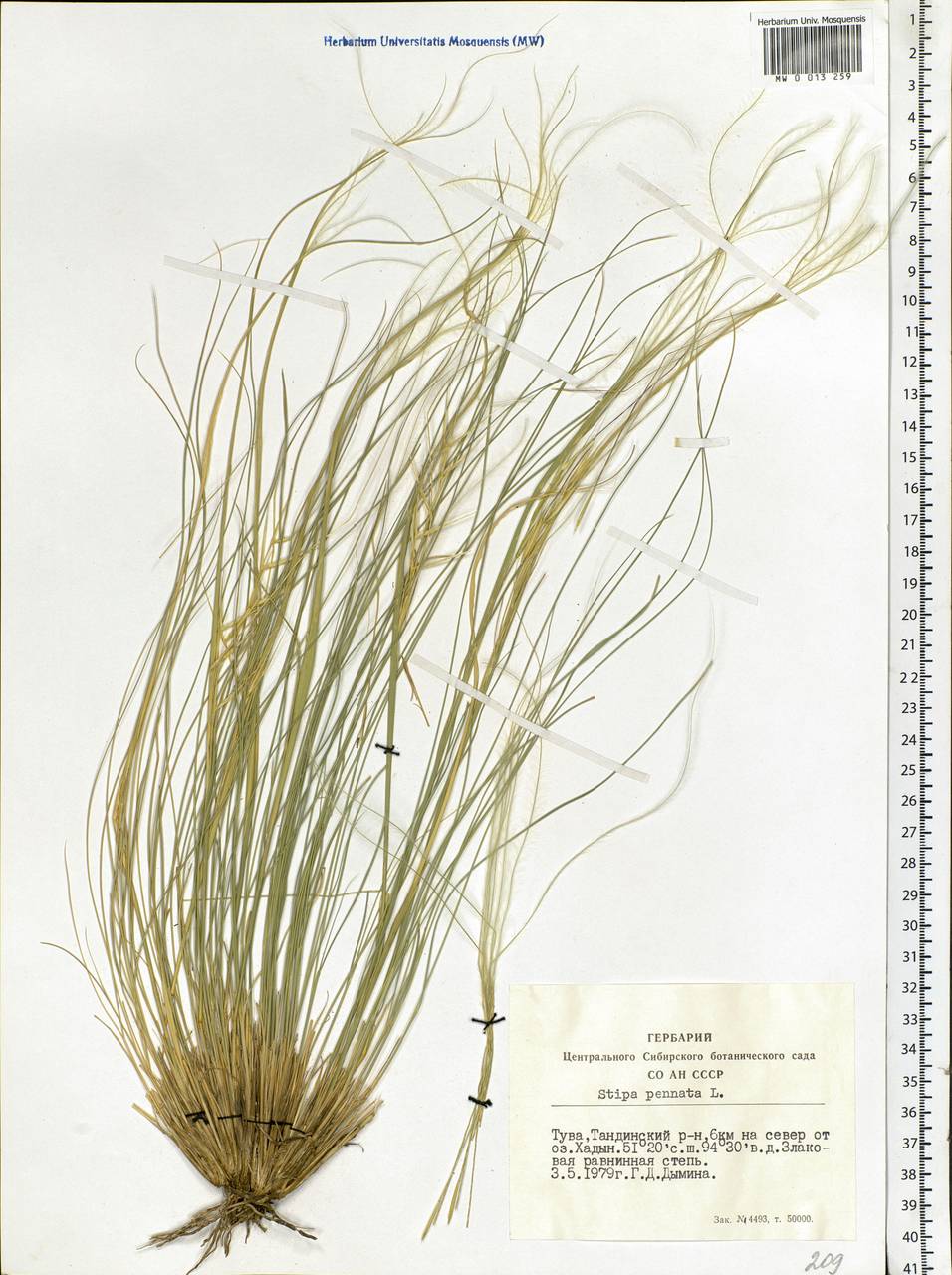 Stipa pennata L., Siberia, Altai & Sayany Mountains (S2) (Russia)