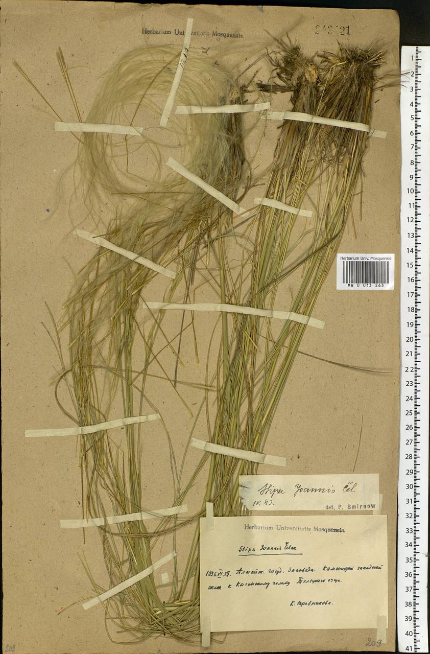 Stipa pennata L., Siberia, Altai & Sayany Mountains (S2) (Russia)