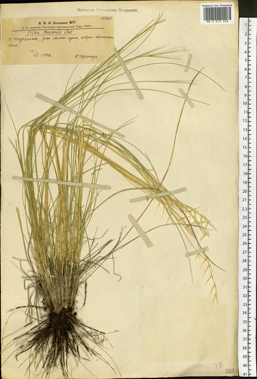 Stipa pennata L., Siberia, Altai & Sayany Mountains (S2) (Russia)