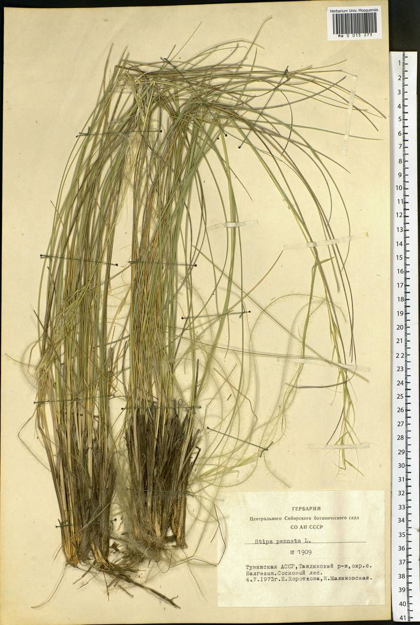 Stipa pennata L., Siberia, Altai & Sayany Mountains (S2) (Russia)
