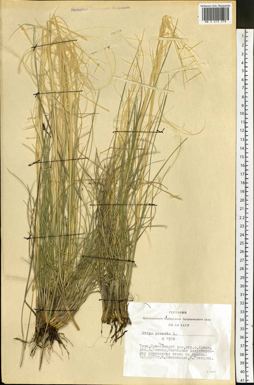 Stipa pennata L., Siberia, Altai & Sayany Mountains (S2) (Russia)