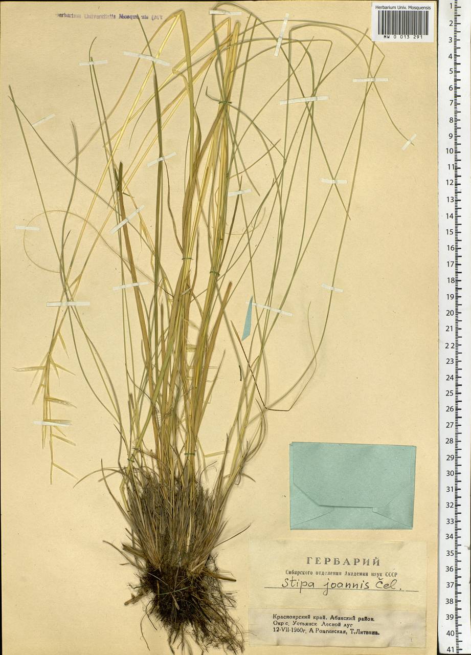 Stipa pennata L., Siberia, Central Siberia (S3) (Russia)