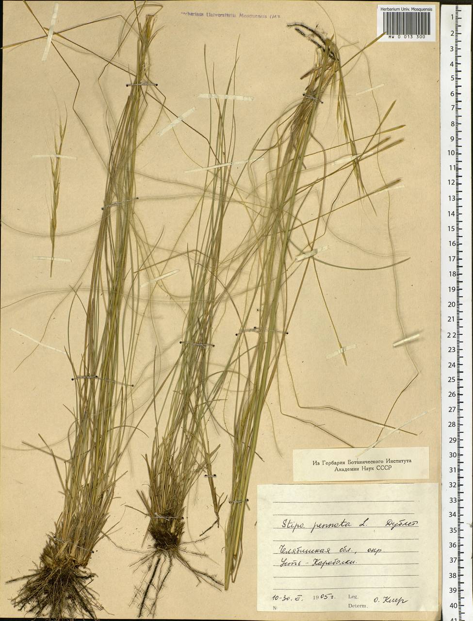 Stipa pennata L., Eastern Europe, Eastern region (E10) (Russia)
