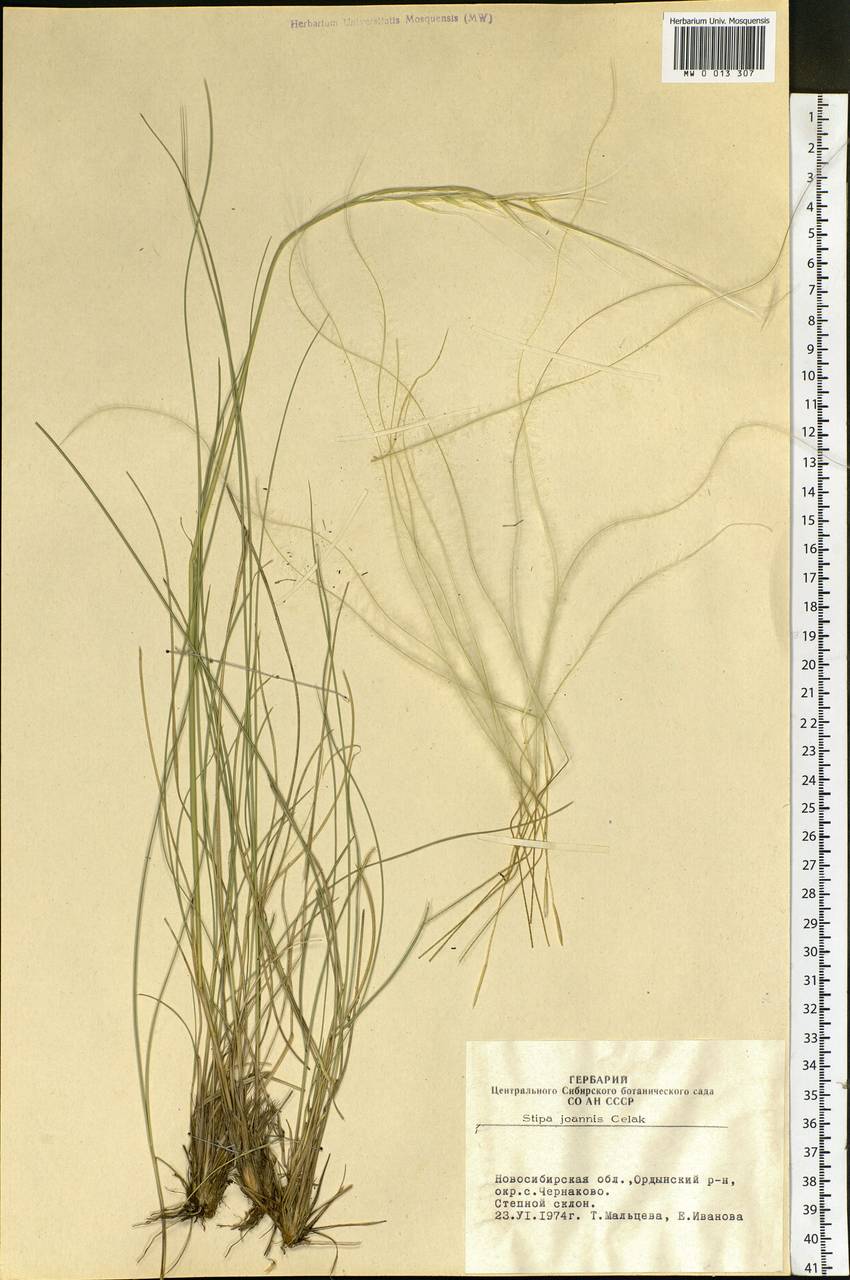 Stipa pennata L., Siberia, Western Siberia (S1) (Russia)