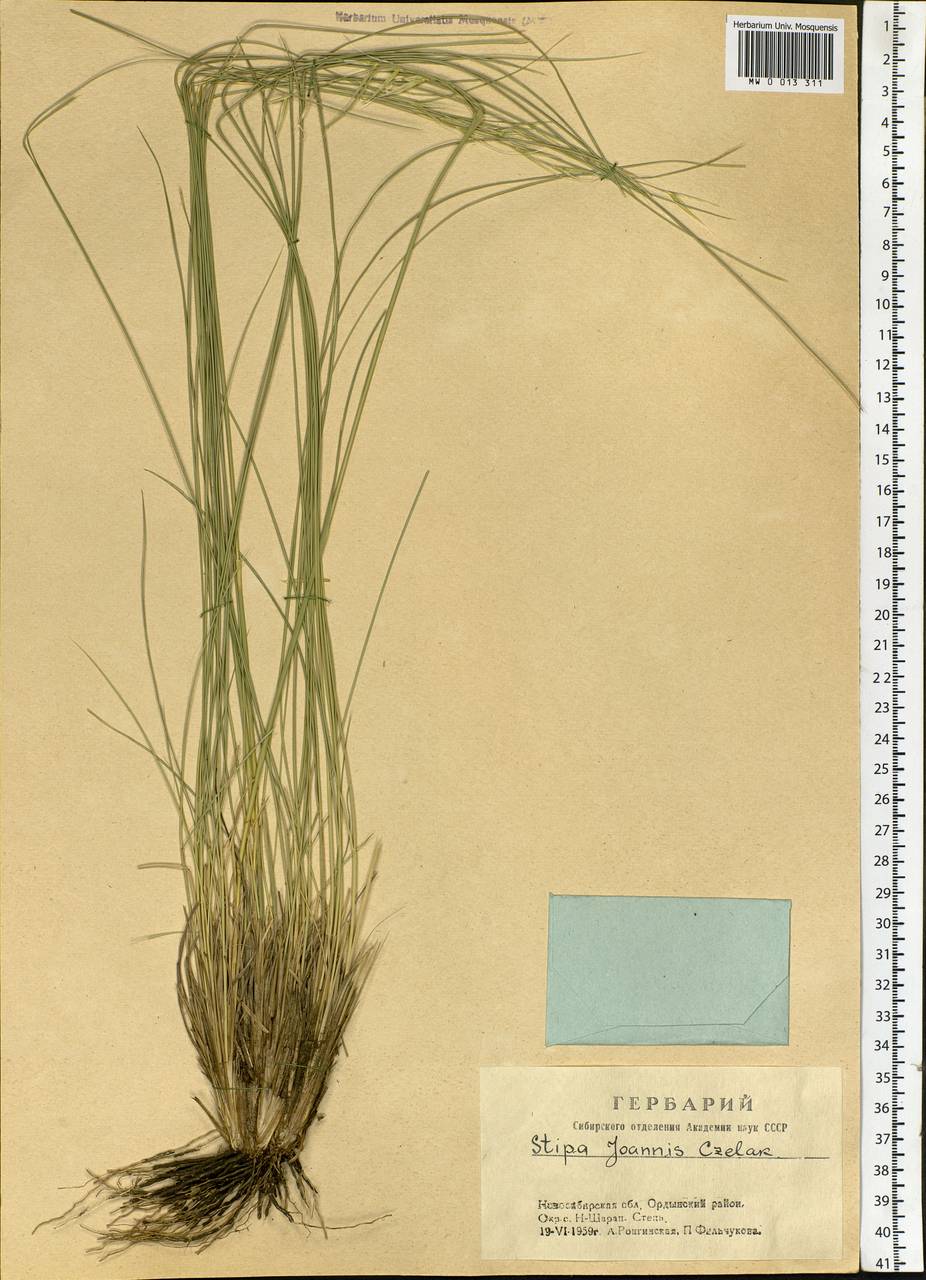 Stipa pennata L., Siberia, Western Siberia (S1) (Russia)