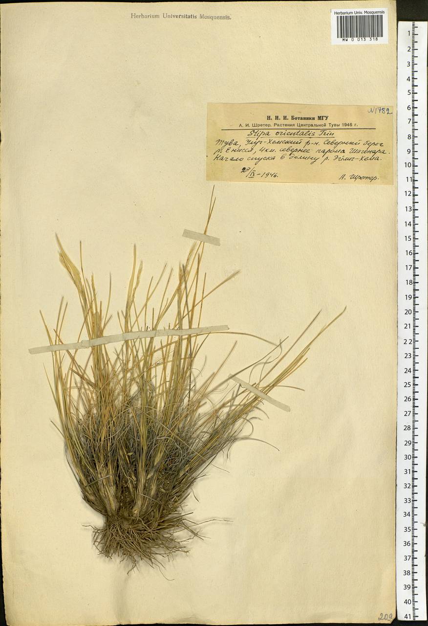 Stipa orientalis Trin., Siberia, Altai & Sayany Mountains (S2) (Russia)