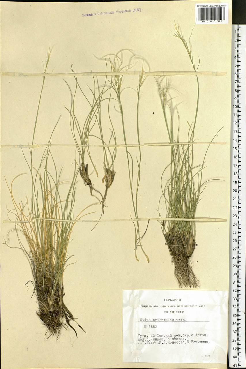 Stipa orientalis Trin., Siberia, Altai & Sayany Mountains (S2) (Russia)
