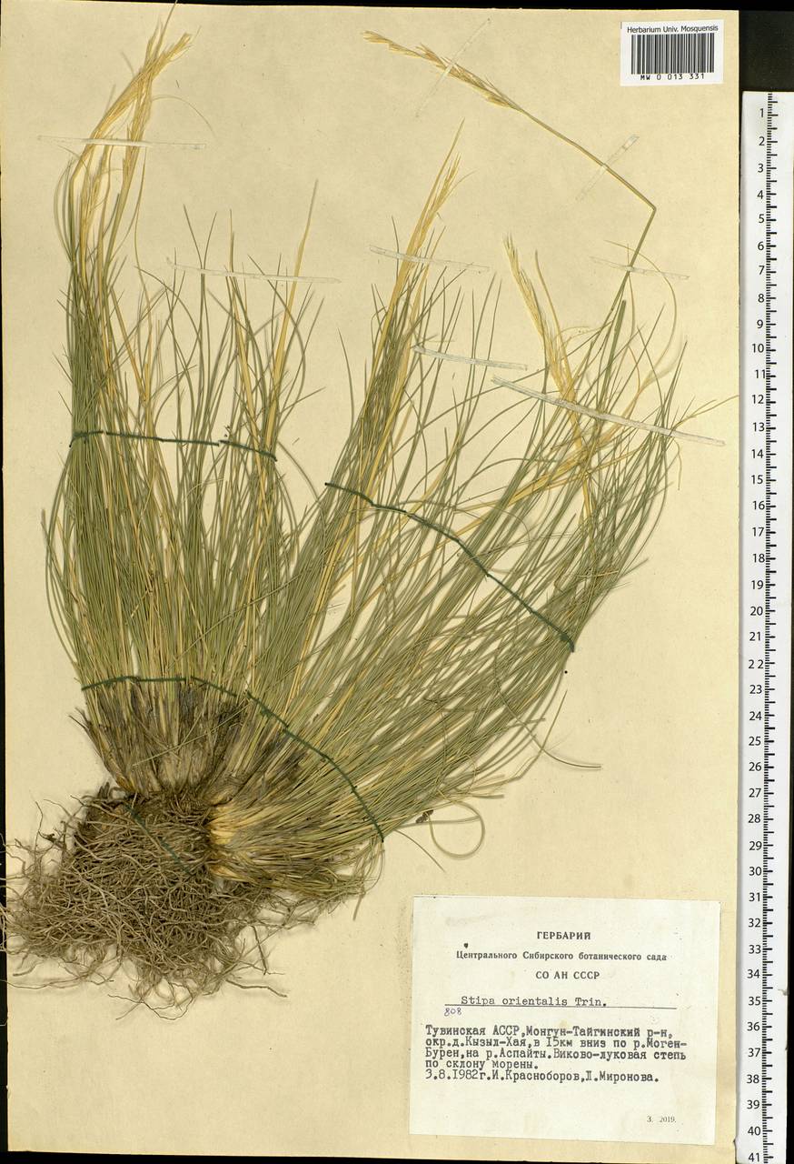Stipa orientalis Trin., Siberia, Altai & Sayany Mountains (S2) (Russia)