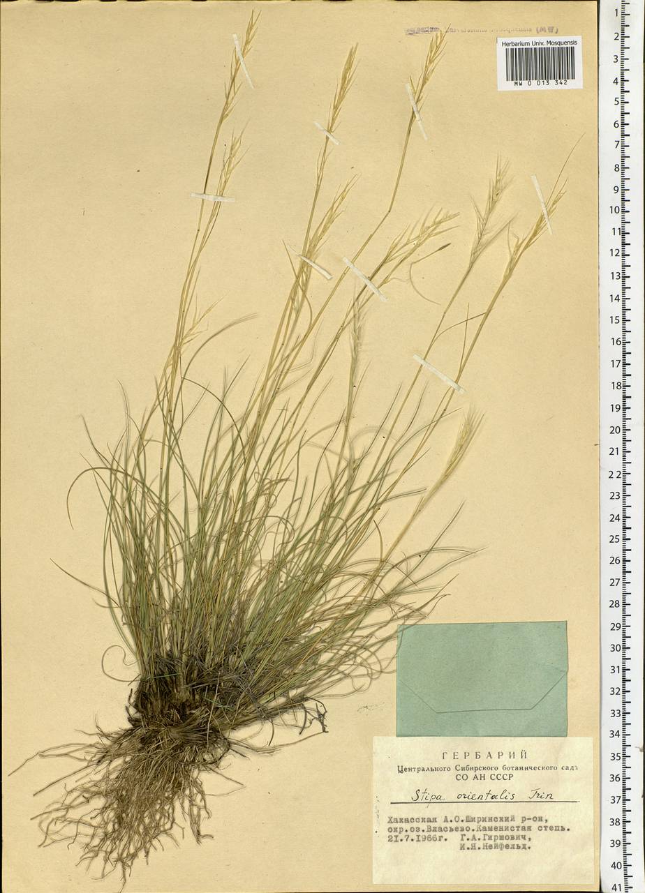Stipa orientalis Trin., Siberia, Altai & Sayany Mountains (S2) (Russia)