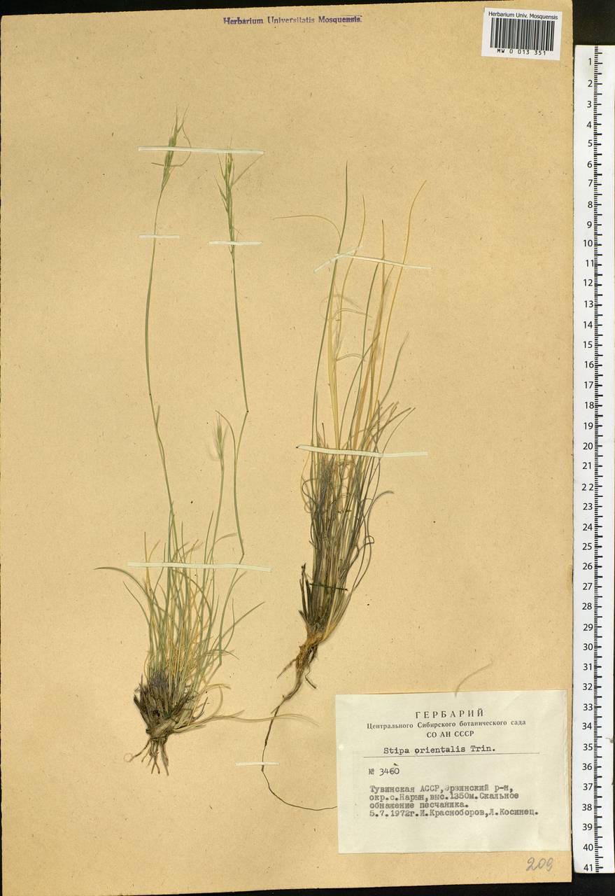 Stipa orientalis Trin., Siberia, Altai & Sayany Mountains (S2) (Russia)