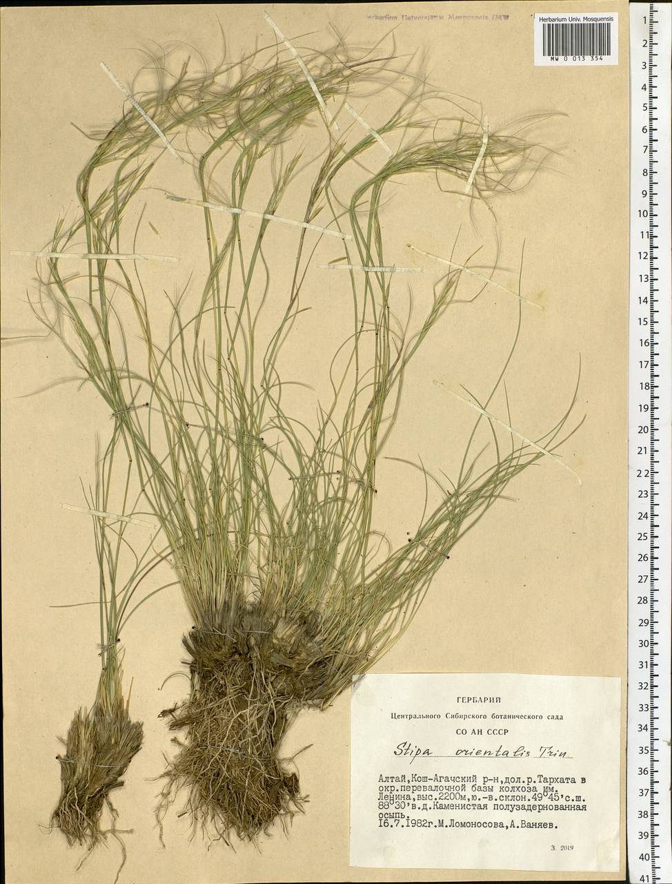 Stipa orientalis Trin., Siberia, Altai & Sayany Mountains (S2) (Russia)