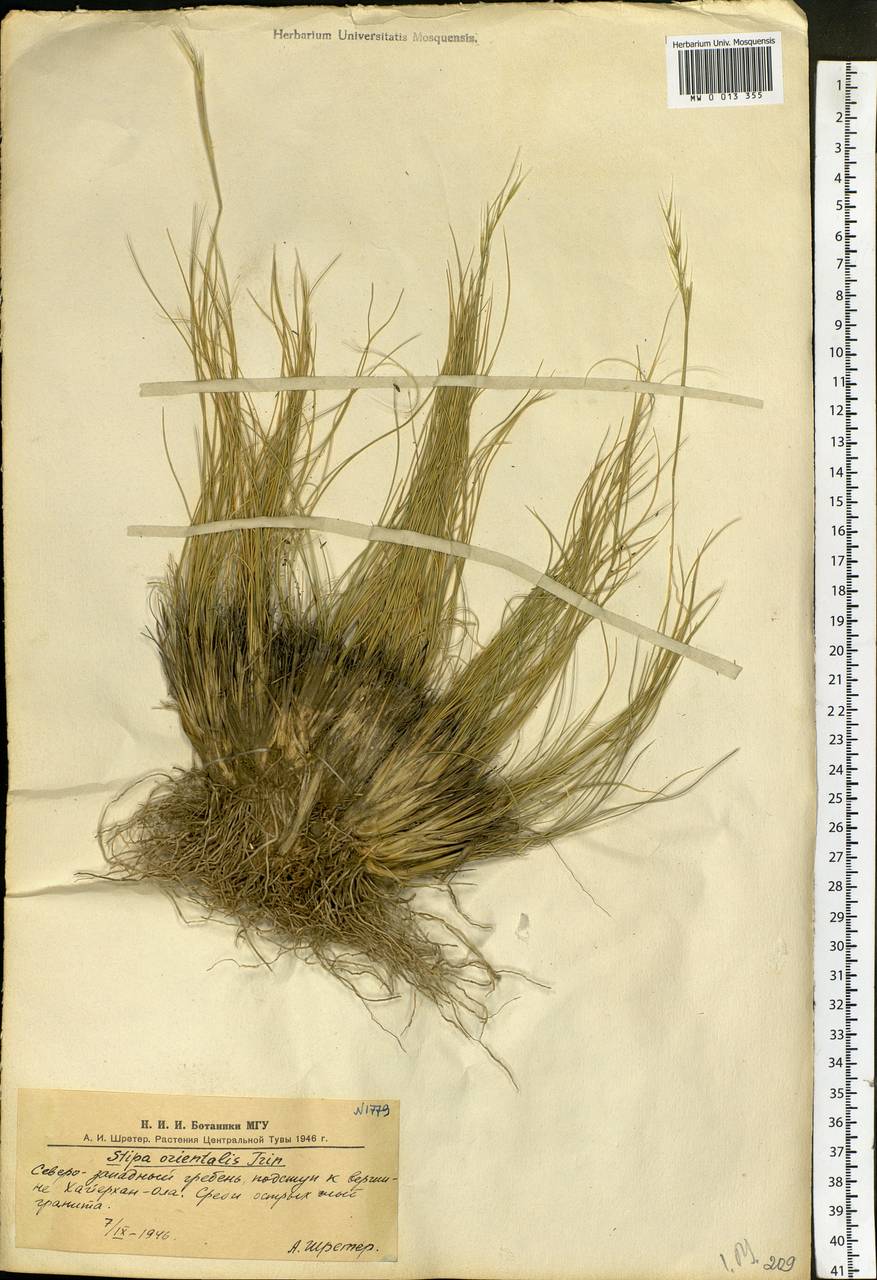 Stipa orientalis Trin., Siberia, Altai & Sayany Mountains (S2) (Russia)