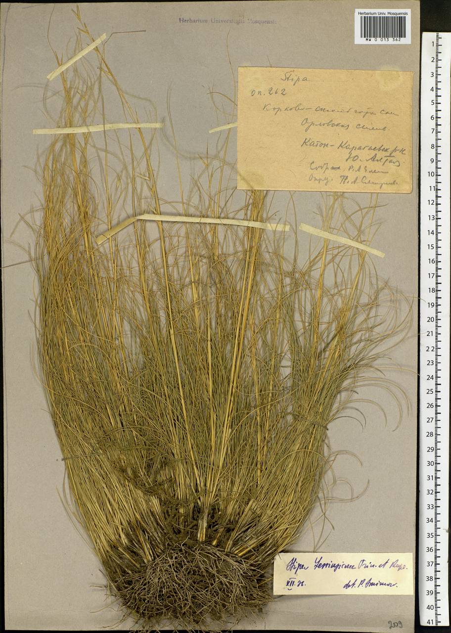 Stipa lessingiana Trin. & Rupr., Siberia, Western (Kazakhstan) Altai Mountains (S2a) (Kazakhstan)