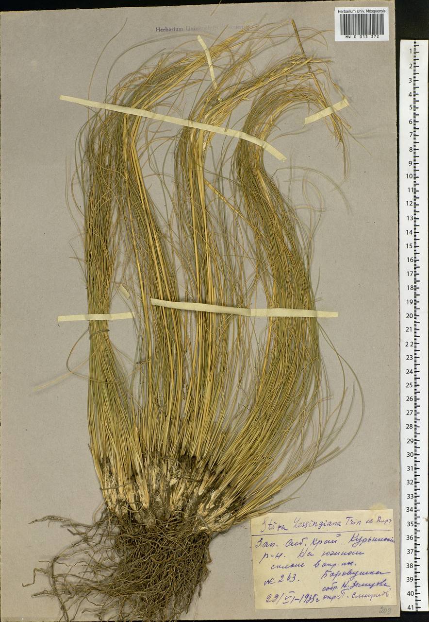 Stipa lessingiana Trin. & Rupr., Siberia, Altai & Sayany Mountains (S2) (Russia)