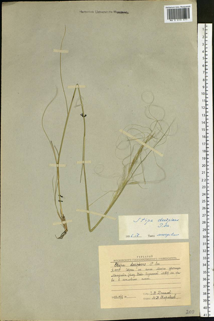 Stipa krylovii Roshev., Siberia, Yakutia (S5) (Russia)