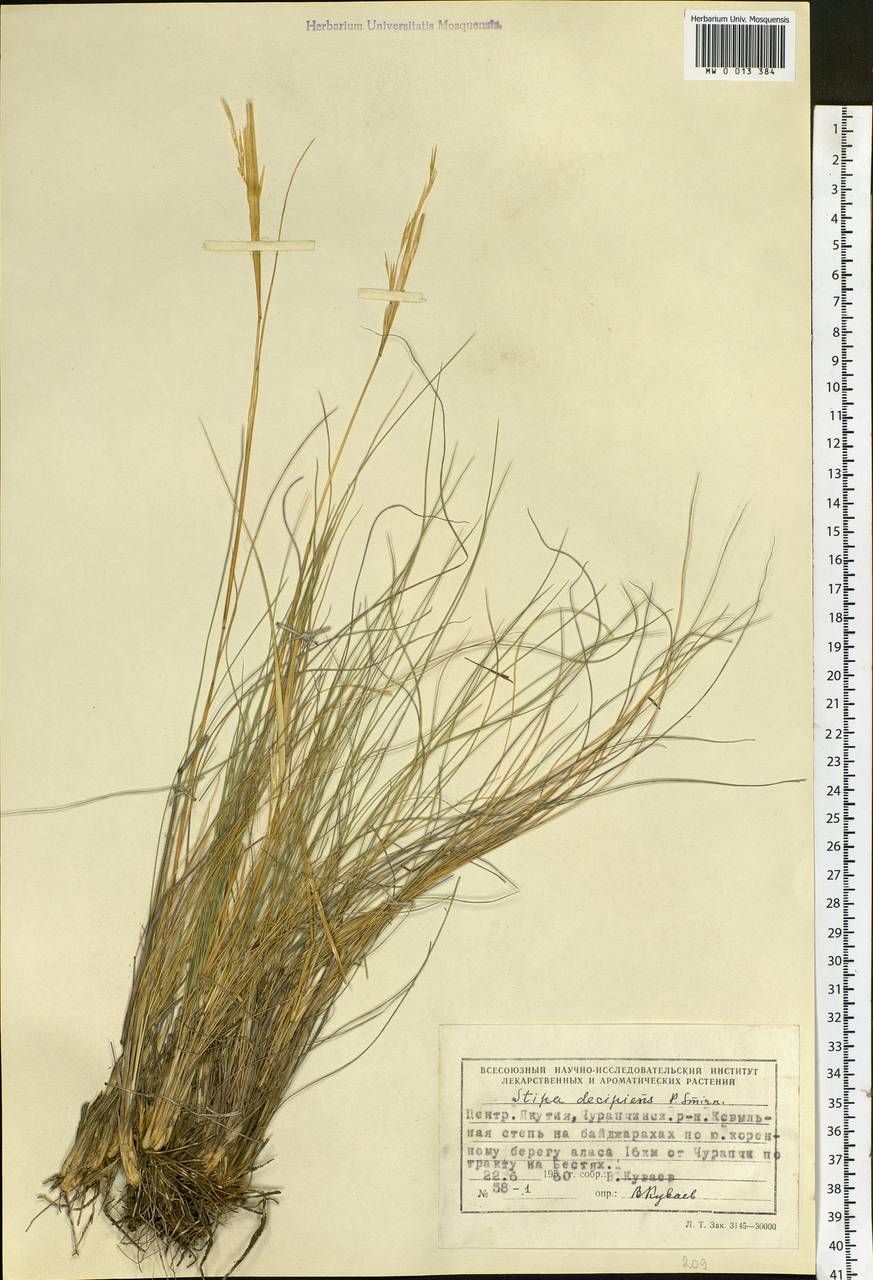 Stipa krylovii Roshev., Siberia, Yakutia (S5) (Russia)