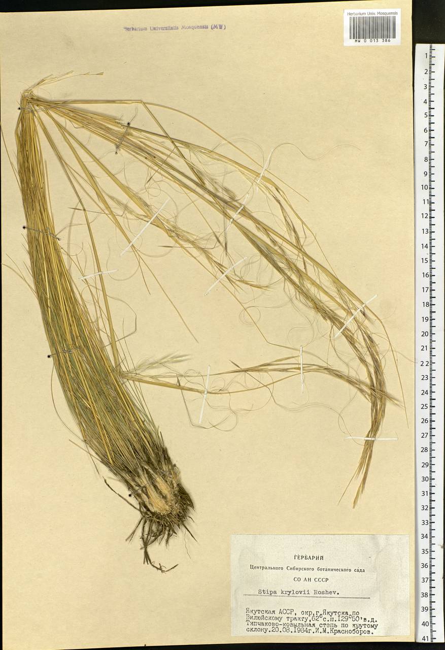 Stipa krylovii Roshev., Siberia, Yakutia (S5) (Russia)