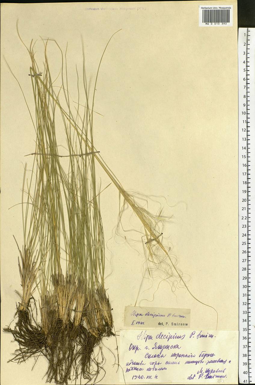 Stipa krylovii Roshev., Siberia, Yakutia (S5) (Russia)