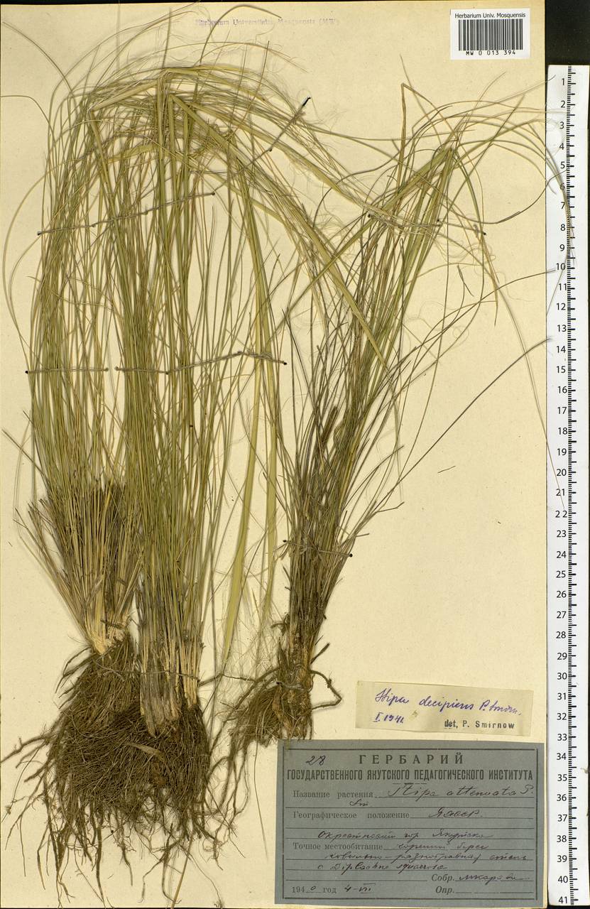 Stipa krylovii Roshev., Siberia, Yakutia (S5) (Russia)