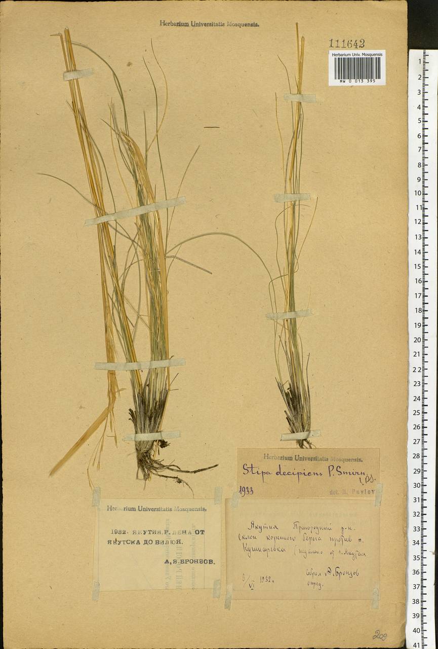 Stipa krylovii Roshev., Siberia, Yakutia (S5) (Russia)