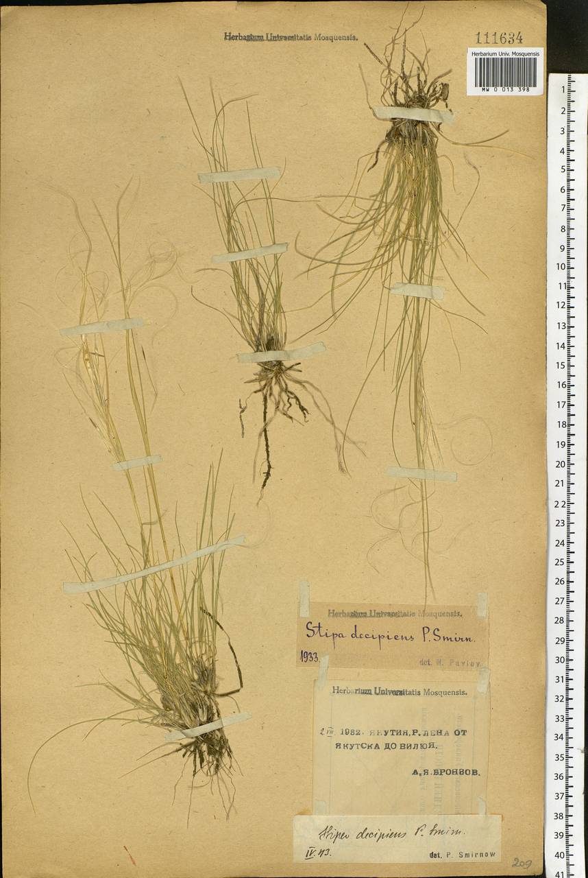 Stipa krylovii Roshev., Siberia, Yakutia (S5) (Russia)