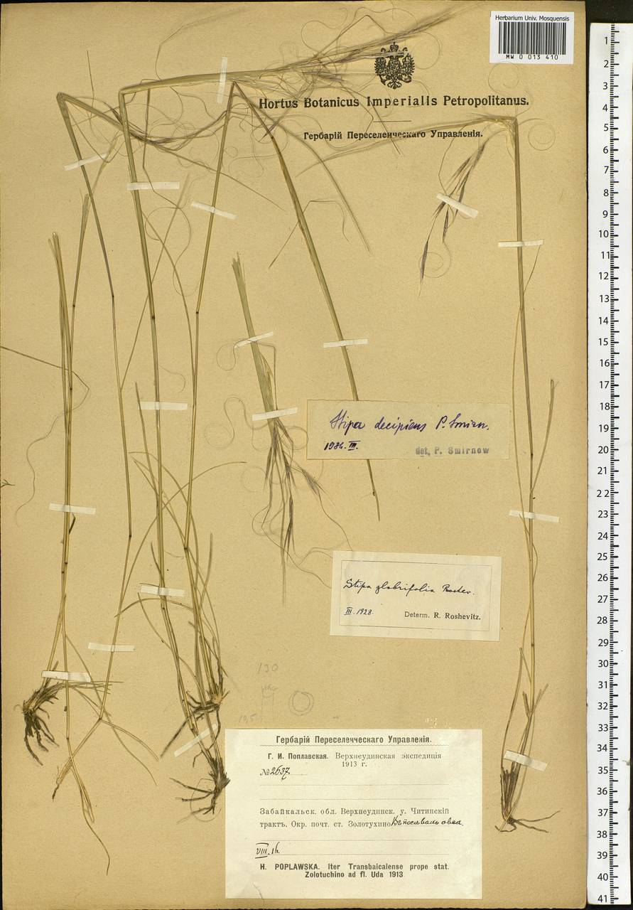 Stipa krylovii Roshev., Siberia, Baikal & Transbaikal region (S4) (Russia)