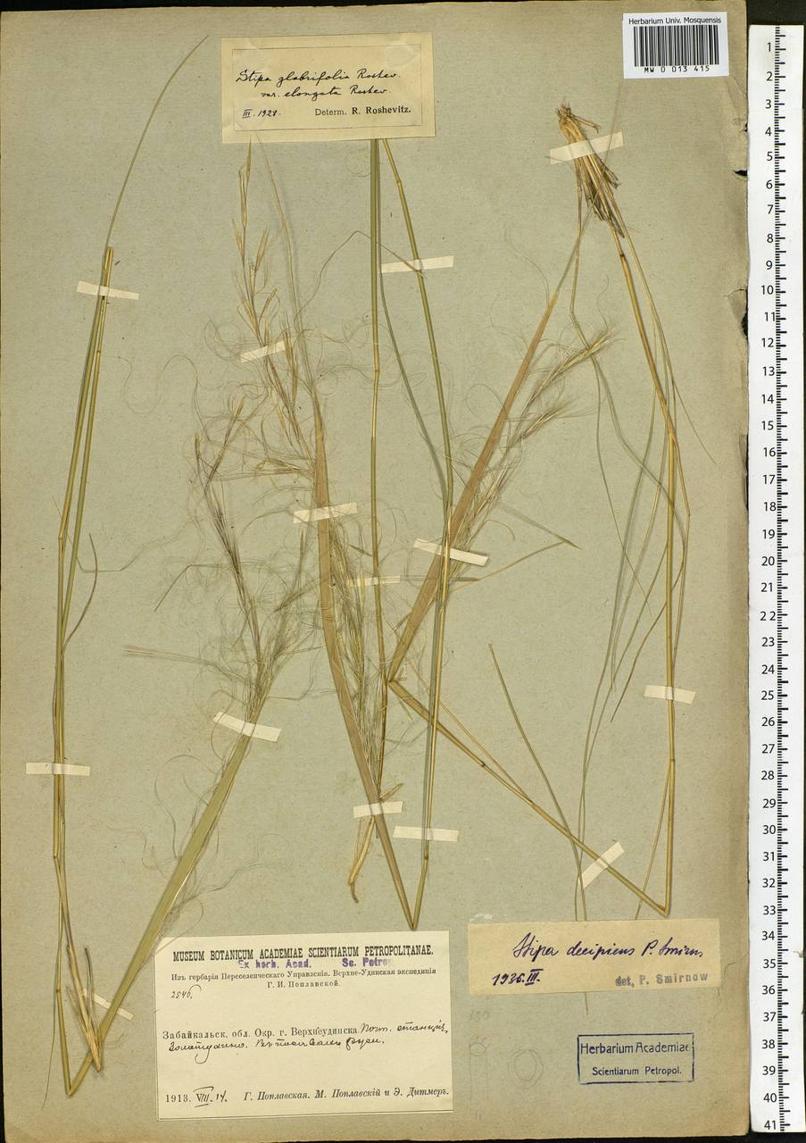 Stipa krylovii Roshev., Siberia, Baikal & Transbaikal region (S4) (Russia)