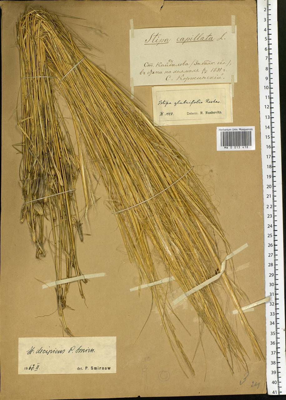 Stipa krylovii Roshev., Siberia, Baikal & Transbaikal region (S4) (Russia)
