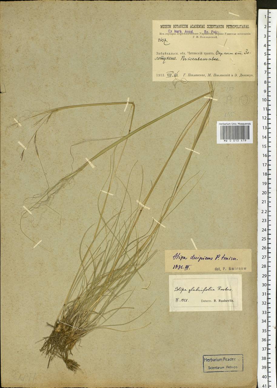 Stipa krylovii Roshev., Siberia, Baikal & Transbaikal region (S4) (Russia)