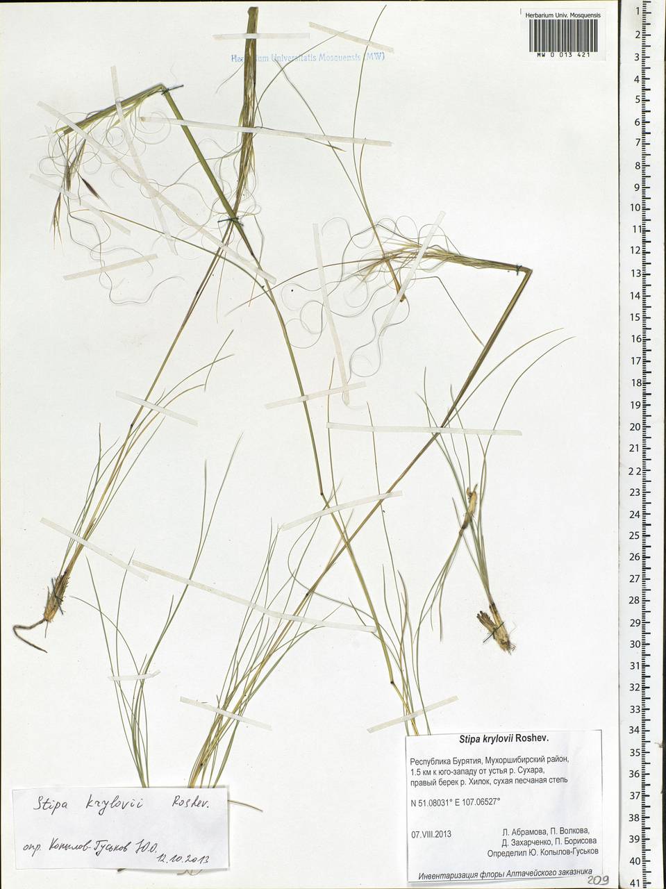 Stipa krylovii Roshev., Siberia, Baikal & Transbaikal region (S4) (Russia)