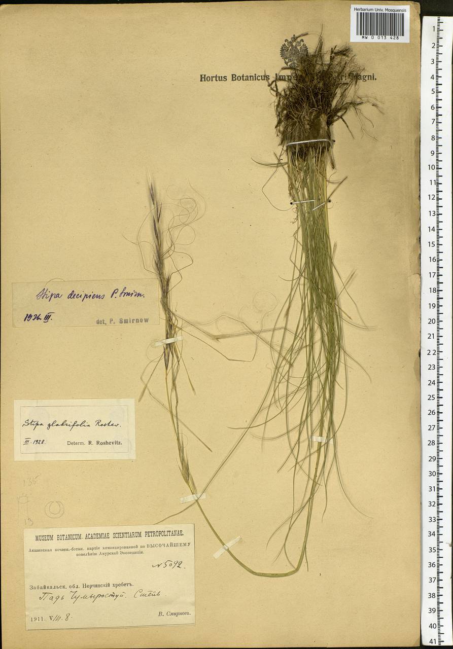 Stipa krylovii Roshev., Siberia, Baikal & Transbaikal region (S4) (Russia)