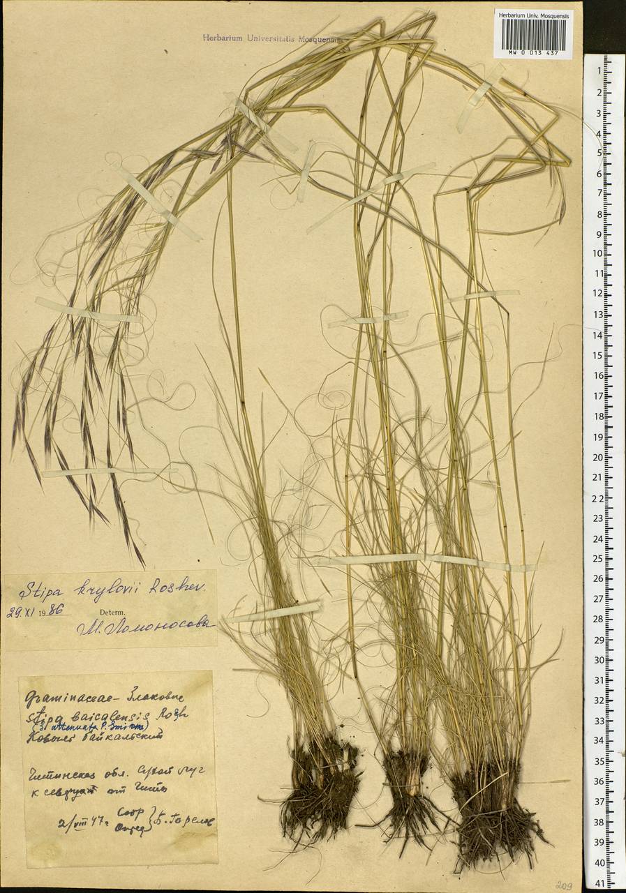 Stipa krylovii Roshev., Siberia, Baikal & Transbaikal region (S4) (Russia)
