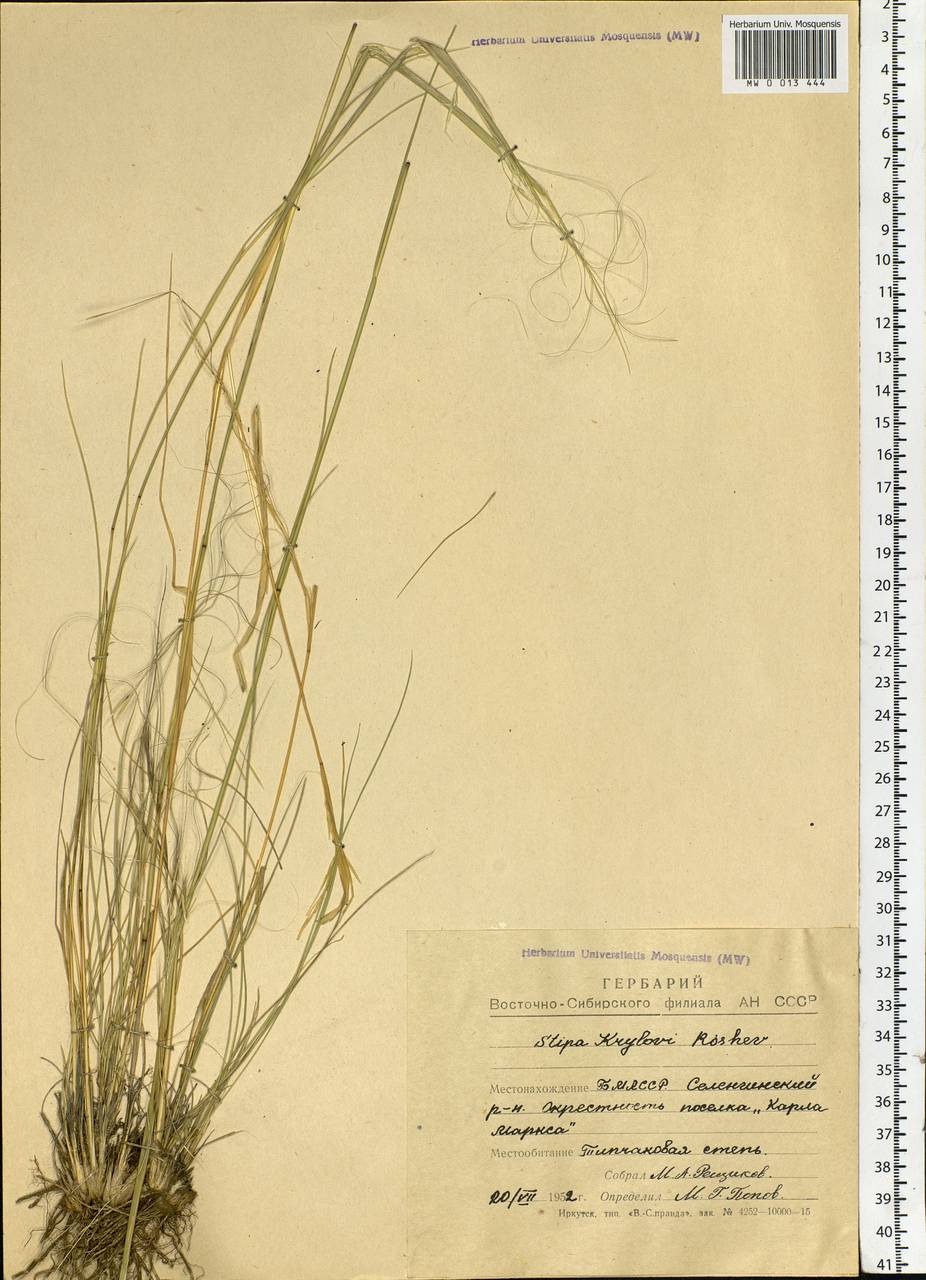 Stipa krylovii Roshev., Siberia, Baikal & Transbaikal region (S4) (Russia)